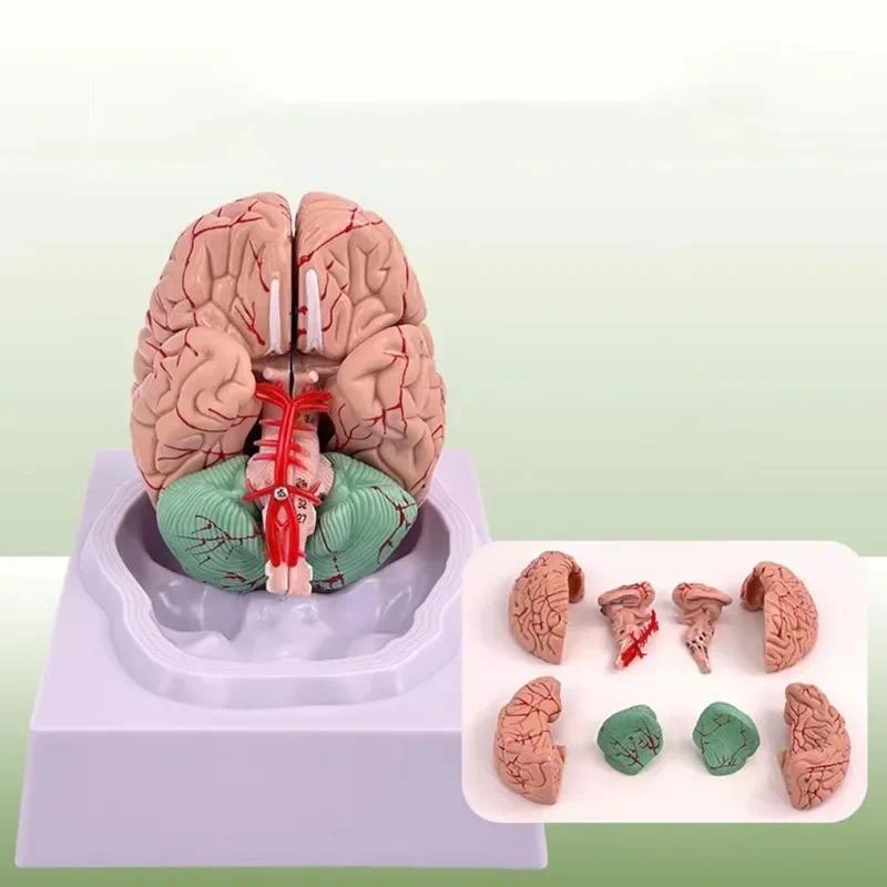Anatomy  Human Life Size Brain Anatomical Mecal Model splay Interbrain Cerebellum Bratem Midbrain Po