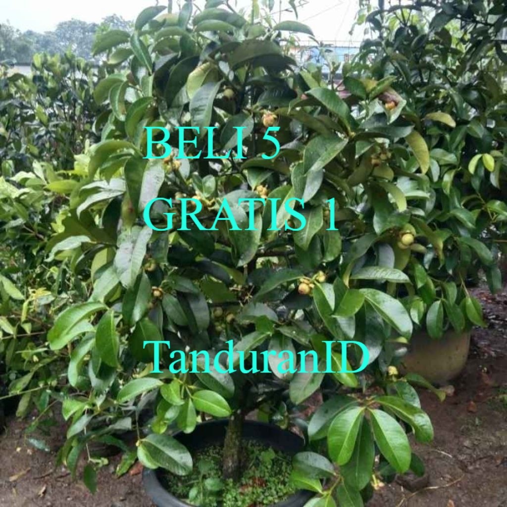 Bibit Pohon Manggis Siap Tanam Tinggi 1Meter Up Siap Berbuah Banyak