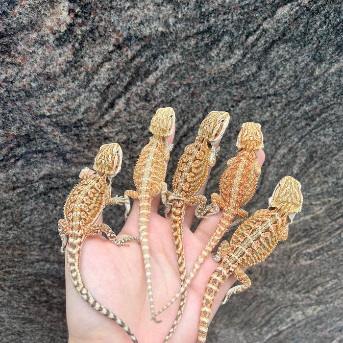 Bearded dragon hypo het trans ciamik