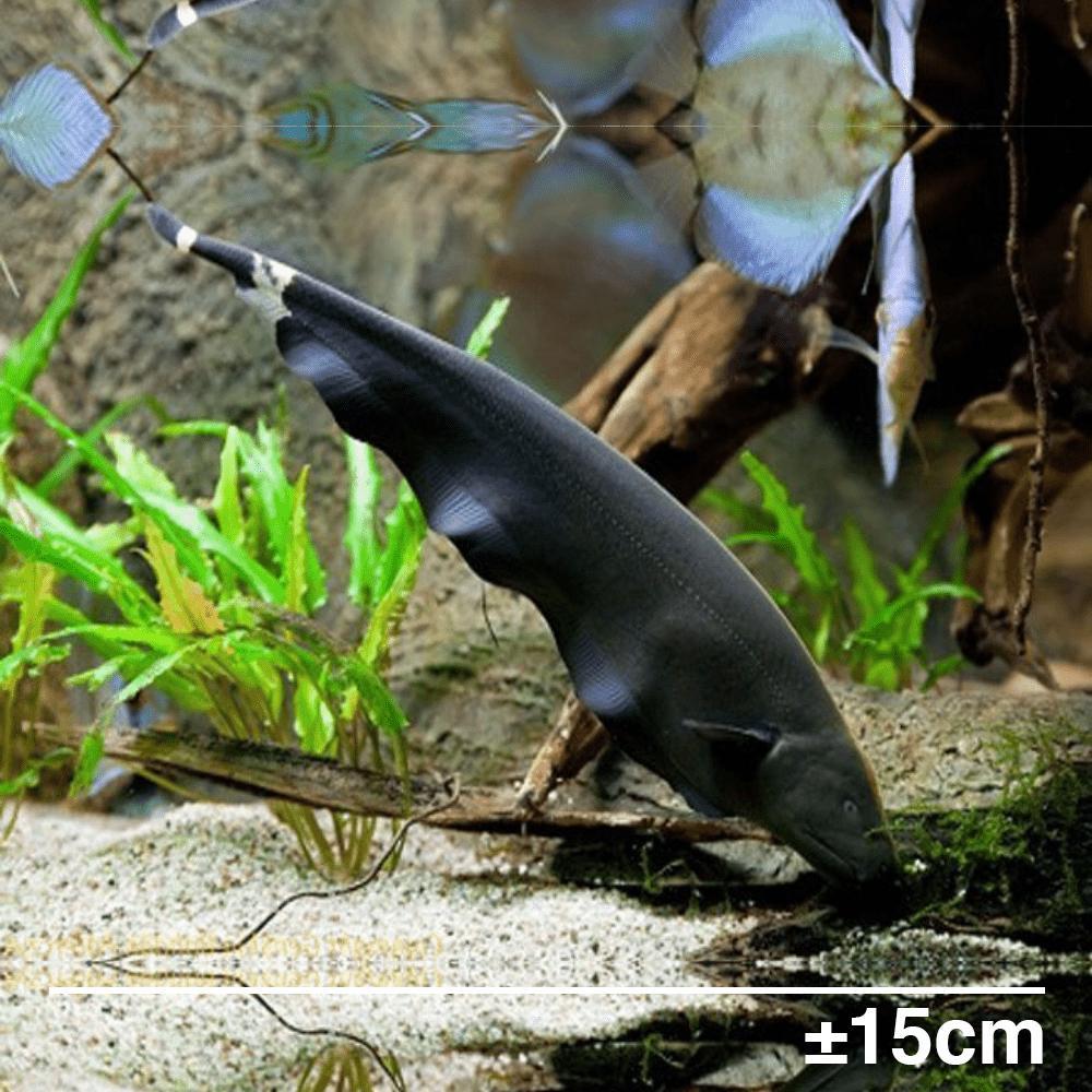 Black Ghost 15cm / Ikan Hias Air Tawar / Ikan Hias Aquascape