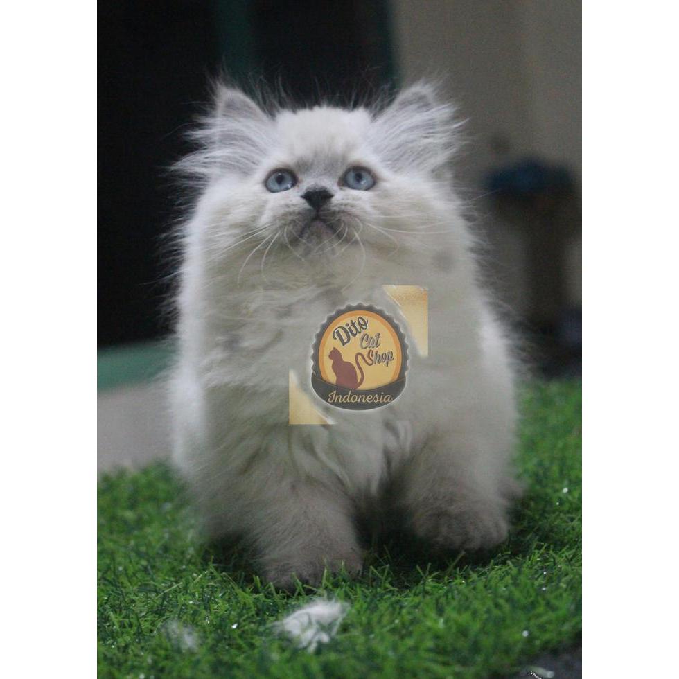 Kucing Himalaya Mata Biru Long Hair