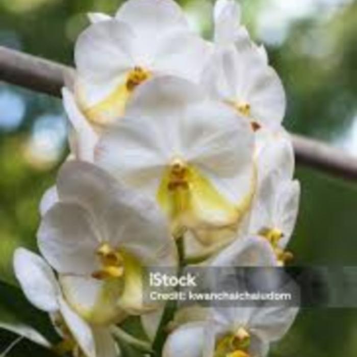 anggrek vanda retusa ekor tupai dewasa siap berbunga - Putih