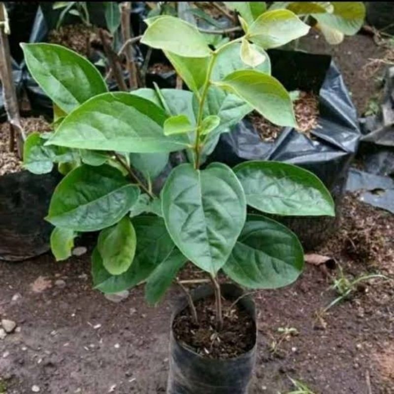 Bibit Tanaman Buah Kesemek Tabulampot Siap Berbuah Unggul