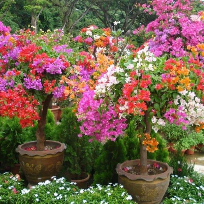 bibit tanaman bugenvil | tanaman hias bunga langka Bugenvile/BUGENVIL BUNGA KERTAS/BUGENVIL IMPORT/B