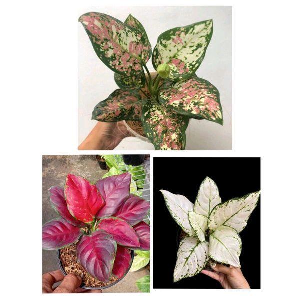 Paket 3 jenis bibit aglonema (tri colour,black maroon,super white)