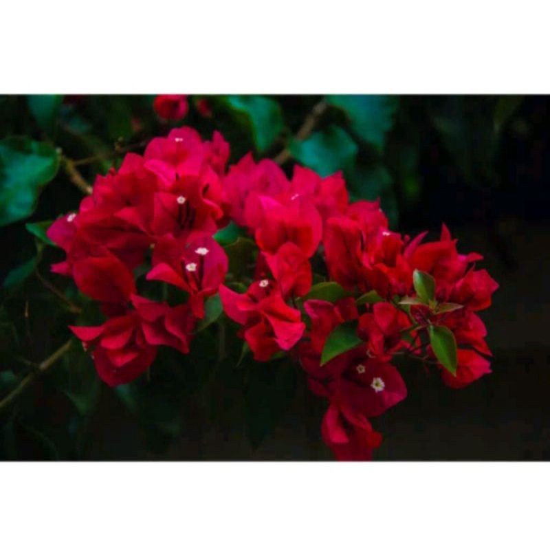 NEW TANAMAN HIAS BUGENVIL BUNGA KERTAS//MERAH CABE/BOUGENVILLE IMPORT/BOUGENVILLE BUNGA KERTAS/BOUGE