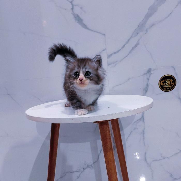 kucing Norwegian forest muchkin