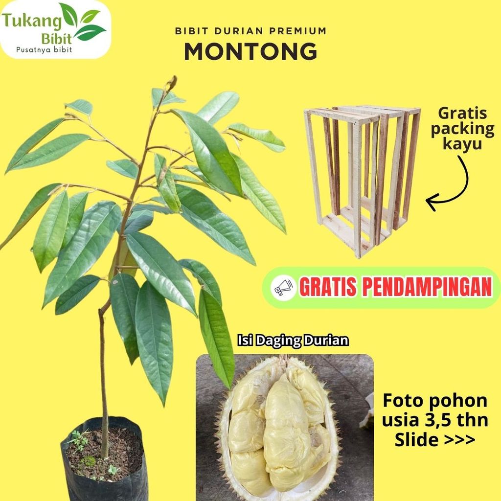 Bibit Durian Montong Bibit Premium Asli Okulasi Super Siap Tanam Garansi Hidup Gratis Packing Kayu