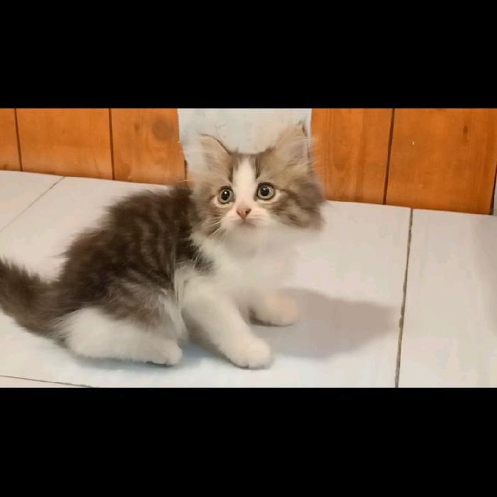 kicing kitten persia 5 ekor / anggora . himalaya  peaknose. flatnose / mainecoon - mix mc 2