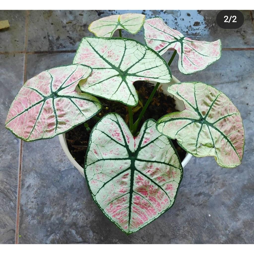 Umbi Caladium Arini menari - keladi hias hybrid import