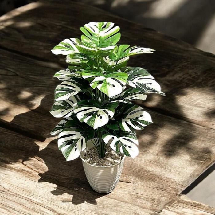 1set monstera varigata D24 artificial dengan pot pirus