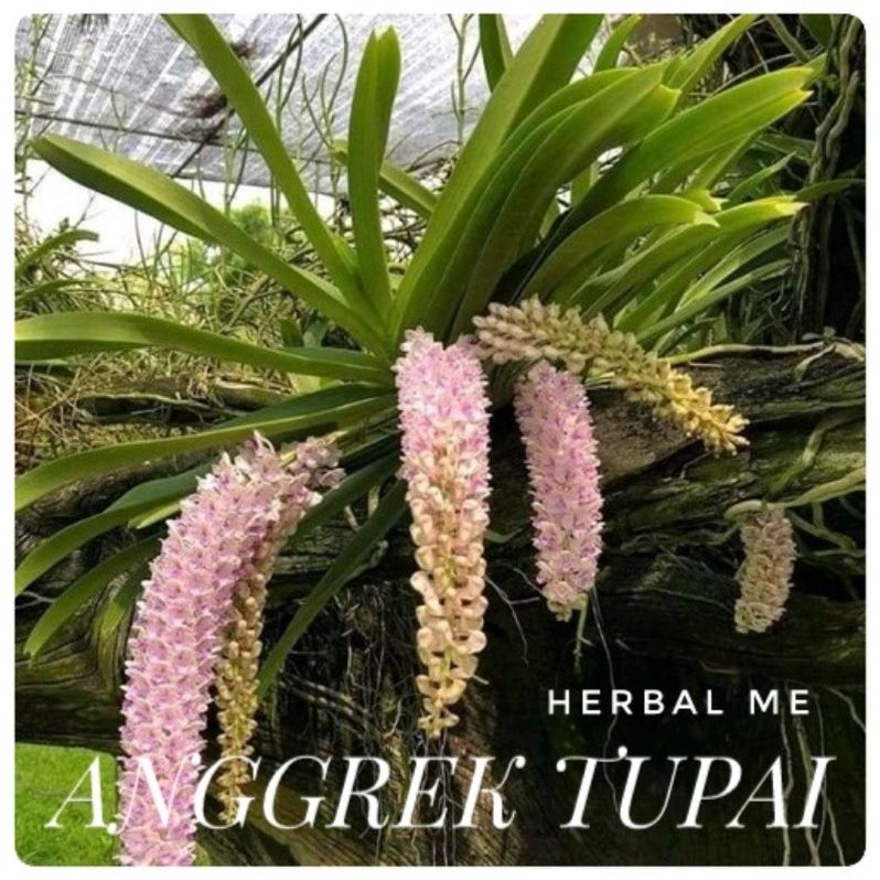 Anggrek Ricontilis Retusa Ekor Tupai kondisi Dewasa Dan Spike