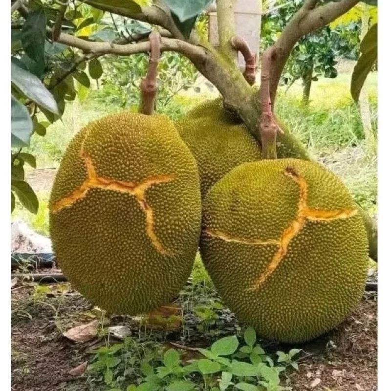 Bibit Nangka MaduASLI MALAYSIA Super Jumbo