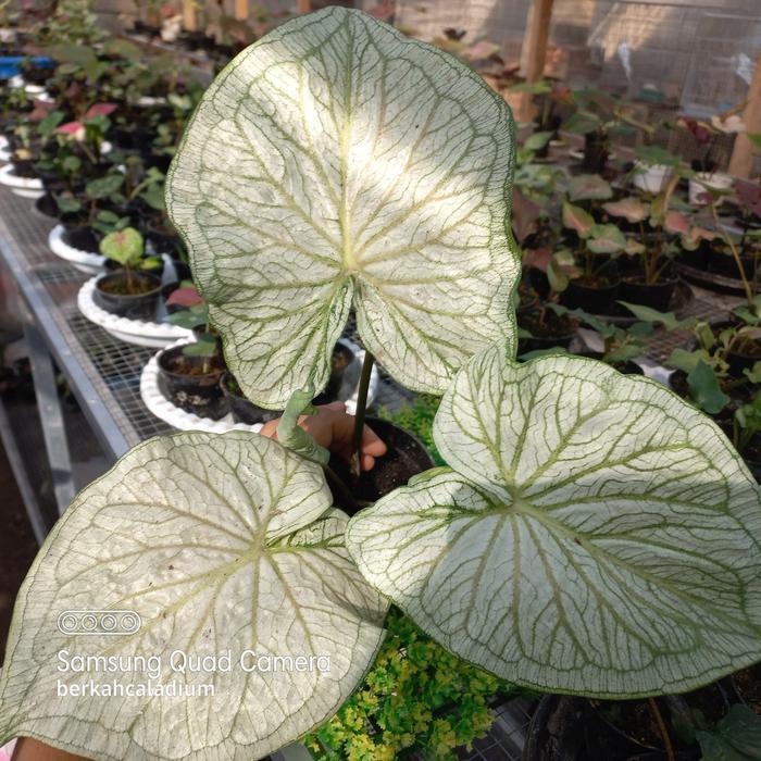 Bibit Caladium / Keladi White Jaguar