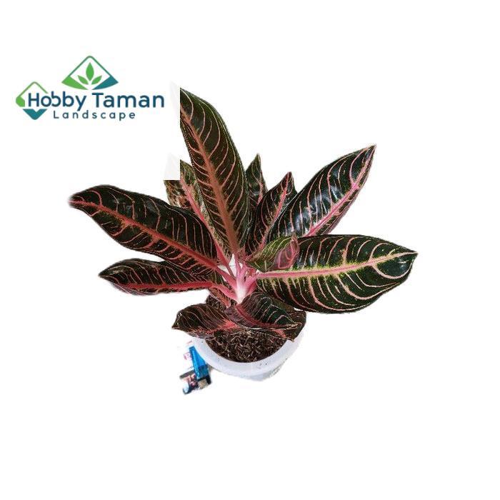 aglonema red sumatra - tanamanhias aglonema red sumatra - tanaman aglonema Daun