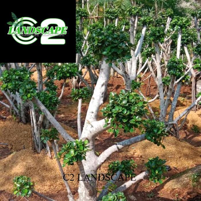 Pohon Bonsai beringin dolar mikro - Tanaman bonsai korea beringin dollar mikro