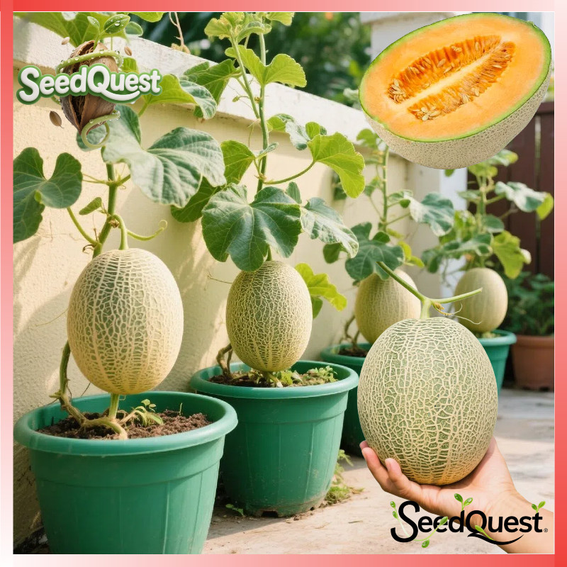30pcs/pack Biji Benih Buah Melon Inthanon | Golden Emerald High Yield Hami Melon