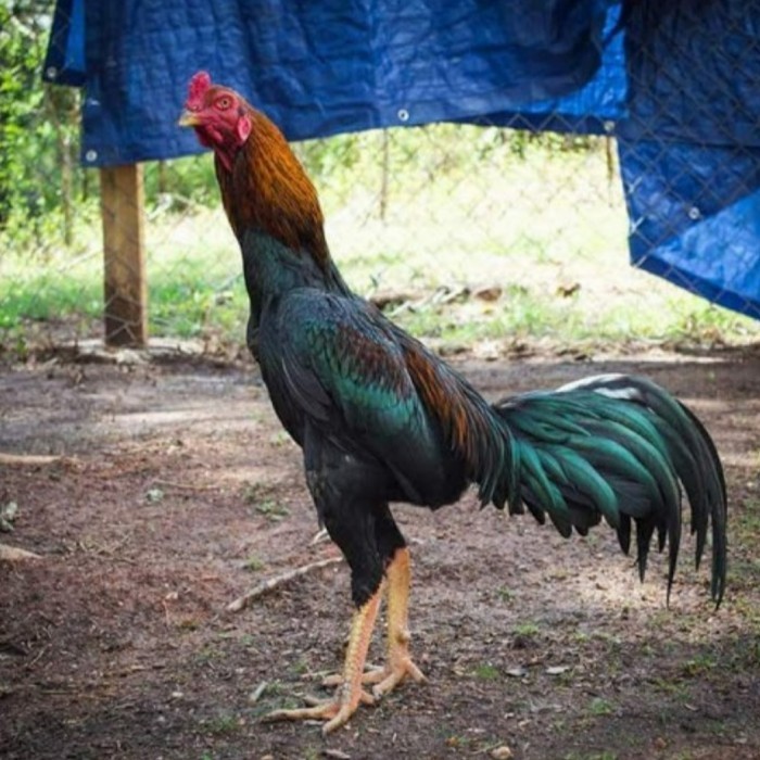 Telur Ayam Bangkok Shamo Brazil / Ayam Petarung Aduan Bisa Ditetaskan