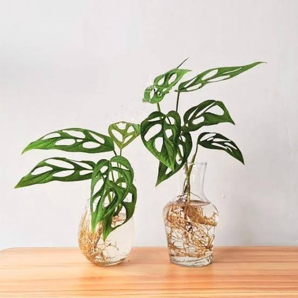 Tanaman hias monstera janda bolong - tanaman janda bolong - janda bolong