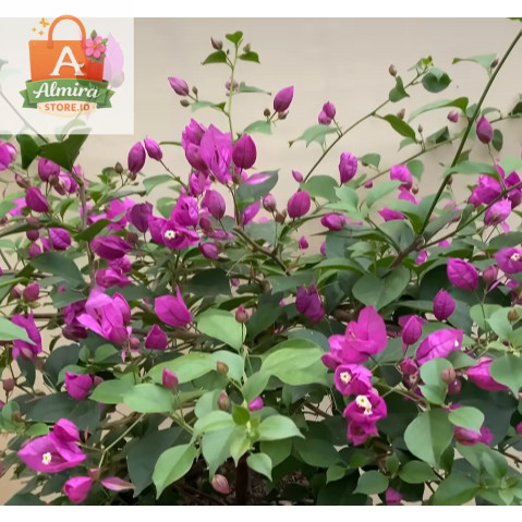Bahan Bonsai Bougenville import Anggur Ungu