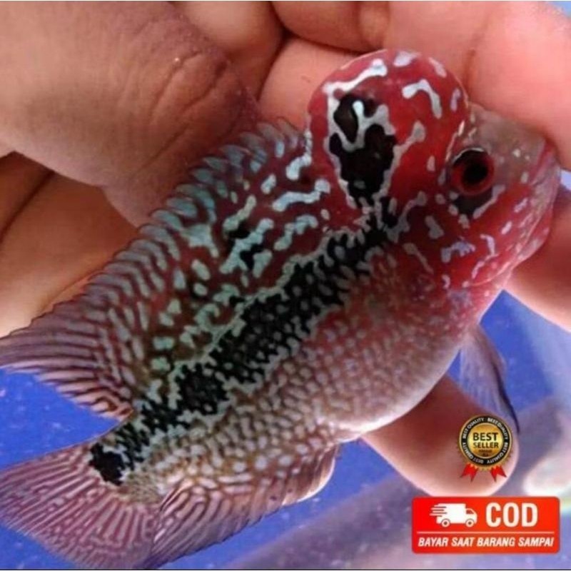 Burayak louhan lohan Kamfa F2 X SRD full MARKING MERAH BELI 3 BONUS 1