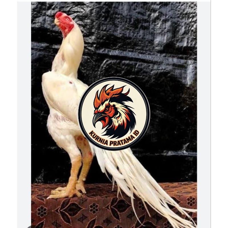 TELUR AYAM HIAS ASEEL ORI UNTUK DI TETASKAN KURNIA PRATAMA ID