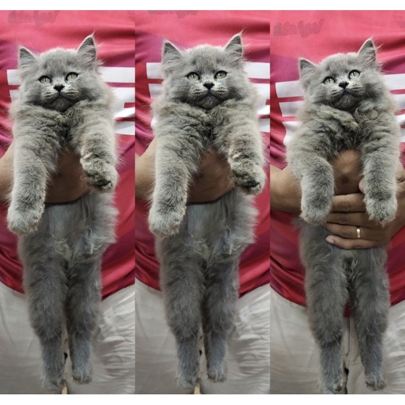 BSH mix Persia Flatnose Blue Solid