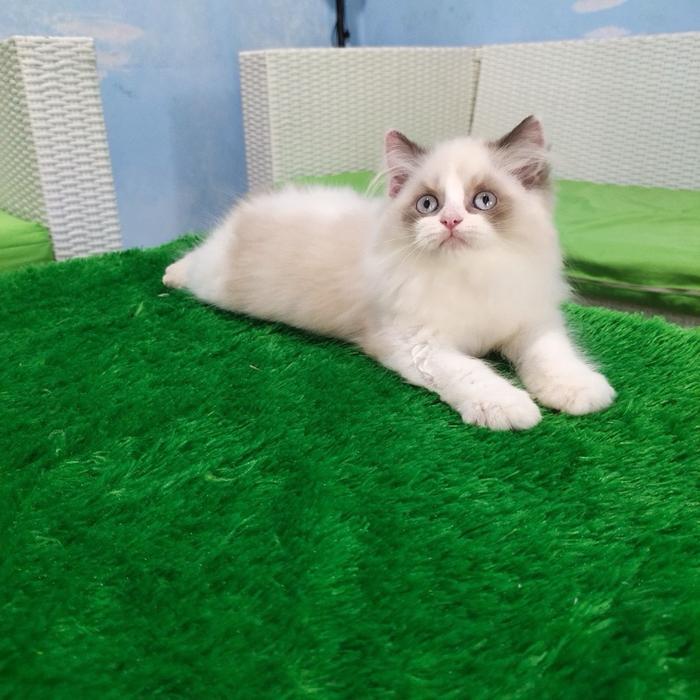 Kucing ragdoll betina mata biru corak bagus