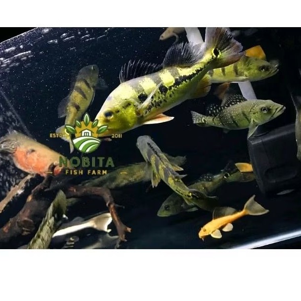 Hiasan aquarium pbass pbas mania orioco kalbe inter mono perlengkapan aquarium pibas