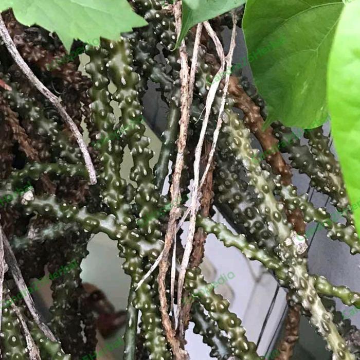 Brotowali batang brotowali segar obat herbal