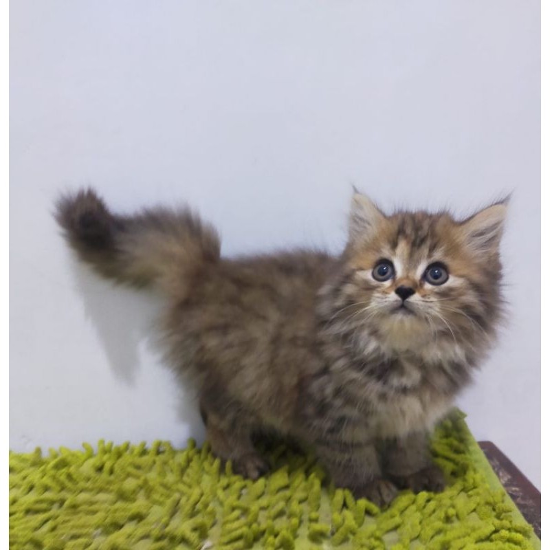 kucing persia munckin Norwegian