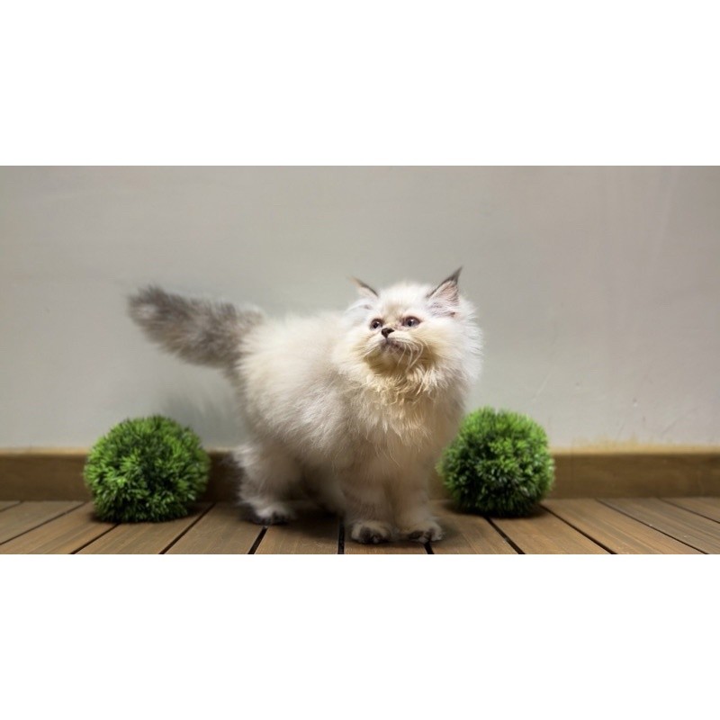 kucing ragdoll kitten