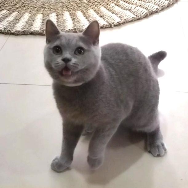 kucing british short hair