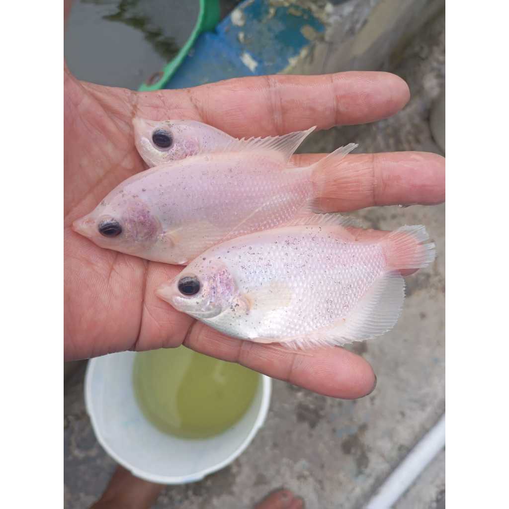 Bibit ikan Gurame albino 2 jari per ekor