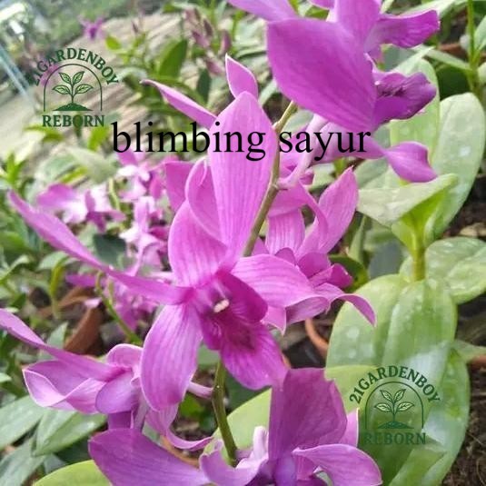 (PROMO AMBYAR) anggrek dendrobium Caesar red x Caesar warawan spike/kenop