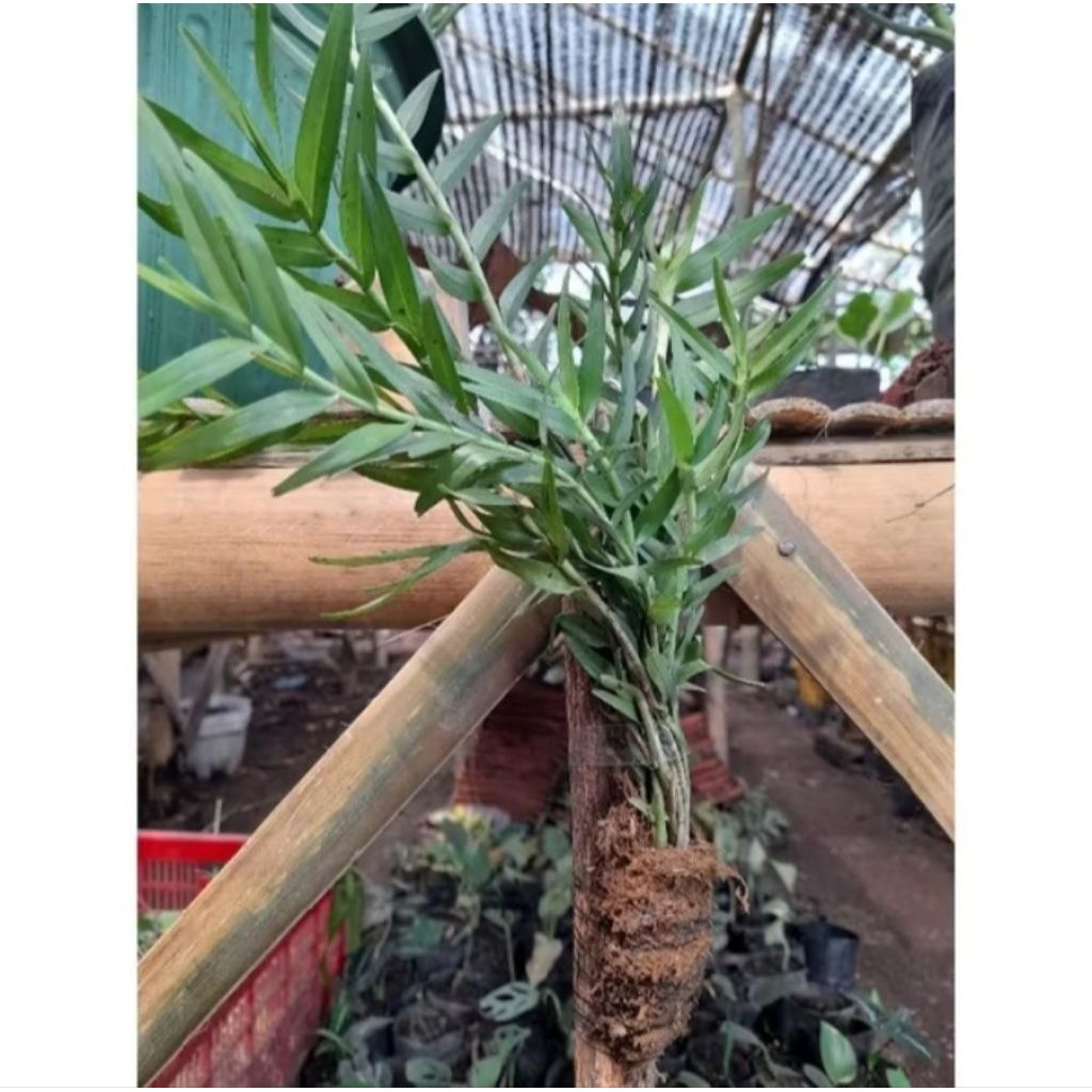 Anggrek Apendicula Alba Dewasa Bunga Harum