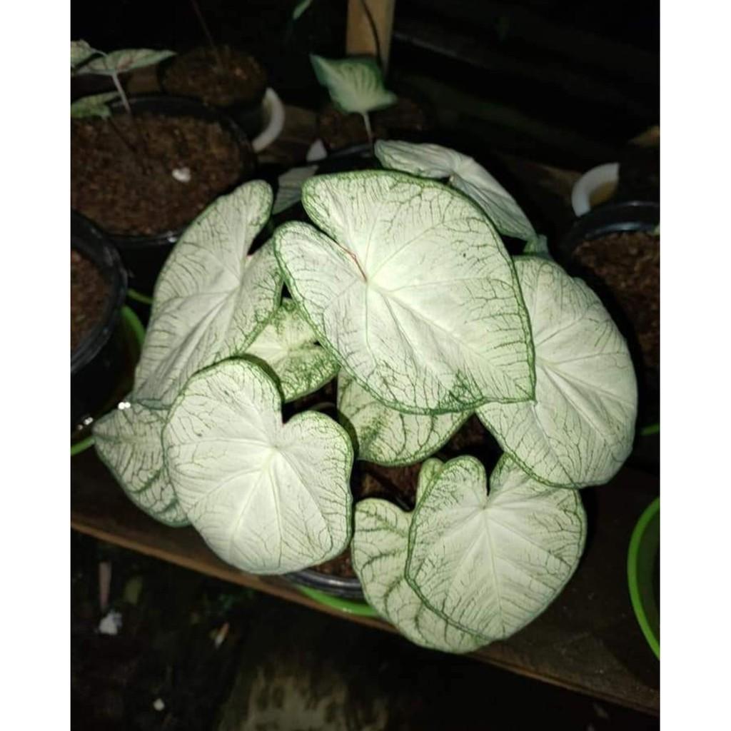 Umbi Caladium Moonlight - keladi hias hybrid import thailand