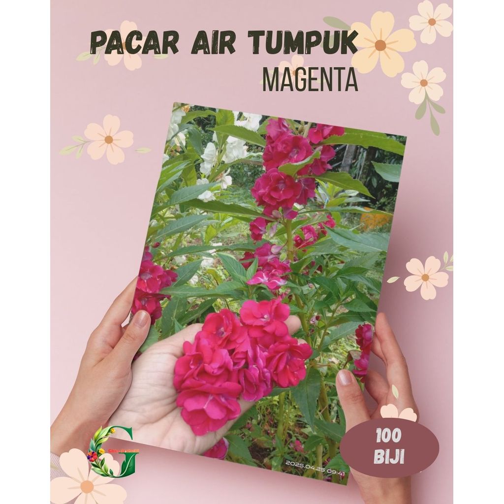 100 Benih Bunga Pacar Air Tumpuk Impatiens Balsamina Magenta