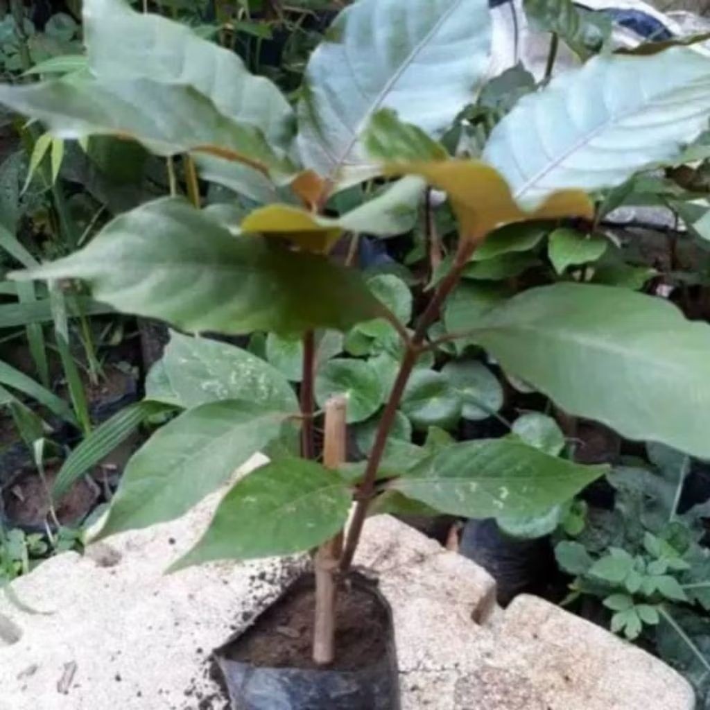 Tanaman Obat Daun Handeuleum Obat Wasir Ambeyen Daun Ungu