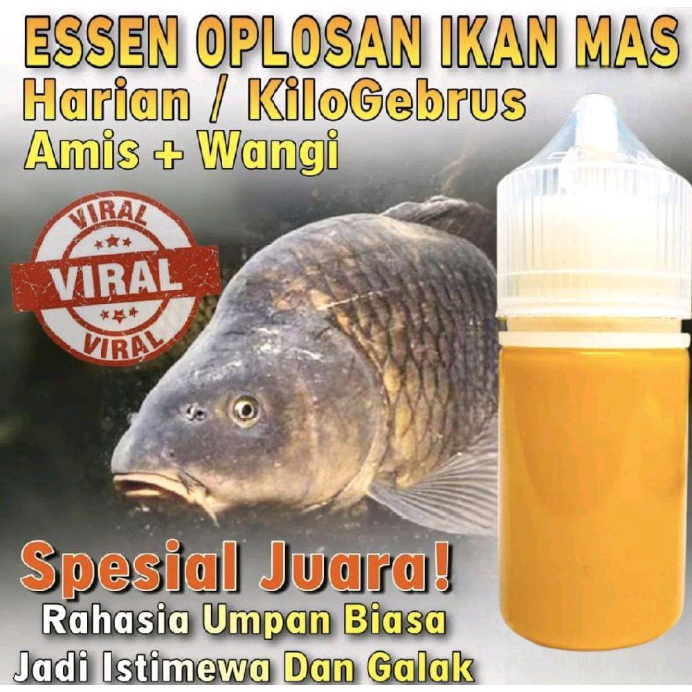 Essen Ikan Mas Spesialis Lomba Harian KiloGebrus Ikan Rame Paling Gacor essen ikan Mas Paling Bagus 