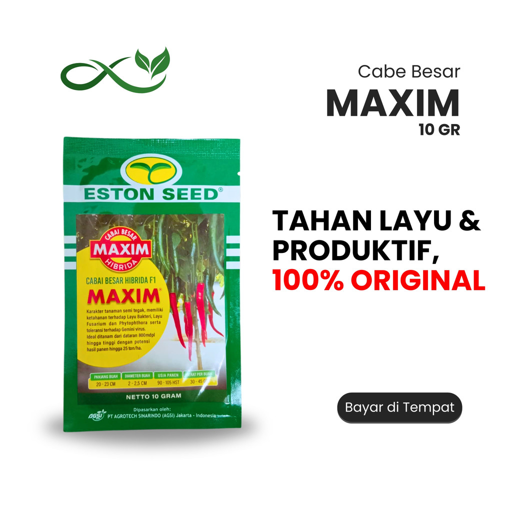Benih Cabe Besar Hibrida MAXIM F1 – Tahan Layu & Produktif