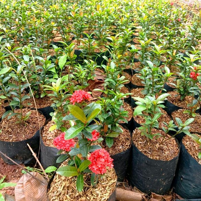 Hiasan Taman Pohon Asoka Bunga Merah - Tanaman Tahan Panas Asoka Bunga Merah