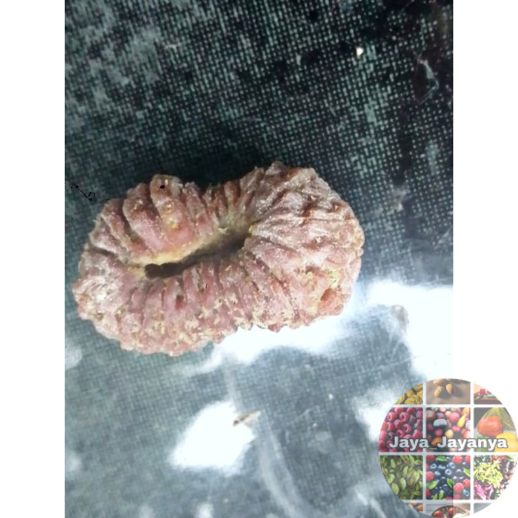 Rudraksha Mukhi 17 Jenittri Garis 17 Jaya_Jayanya