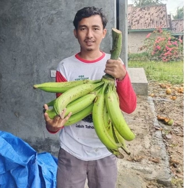 Bibit Pisang Tanduk Madu Agung/Botol Besar