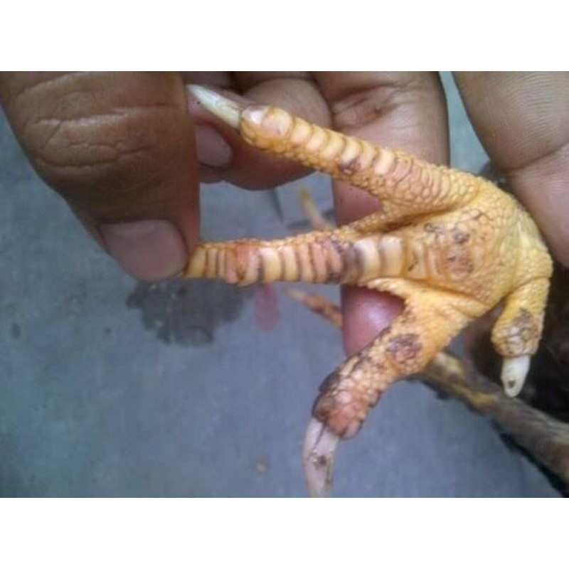 telur ayam batu rante/telur ayam telapak kaki bersisik/telur fertil/telur ayam bangkok