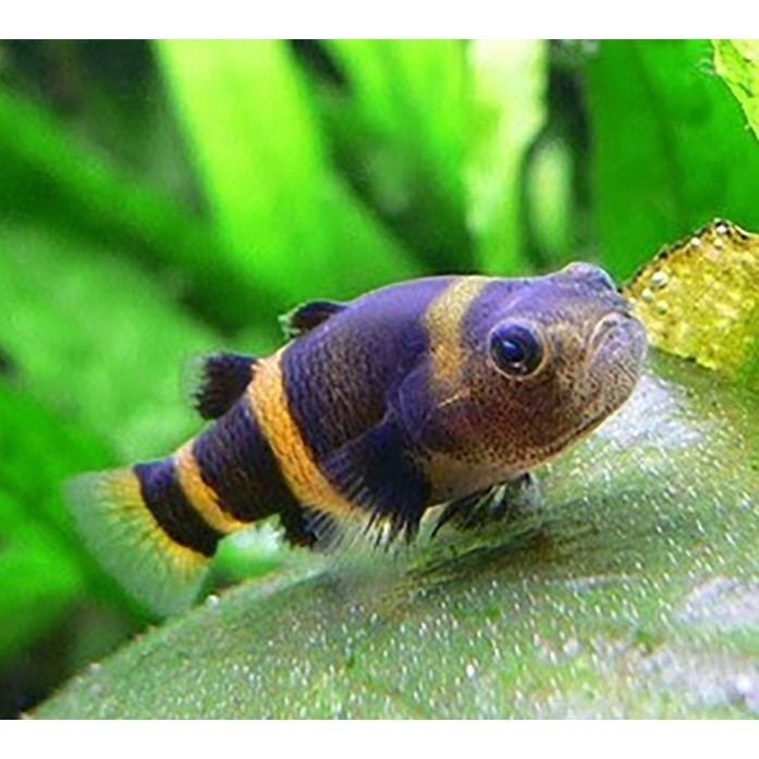 Bumblebee Goby Ikan Hias Aquascape