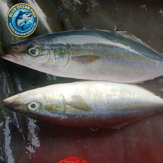IKAN SALMON LOKAL / LAURA / IKAN SUNGLIR 1KG