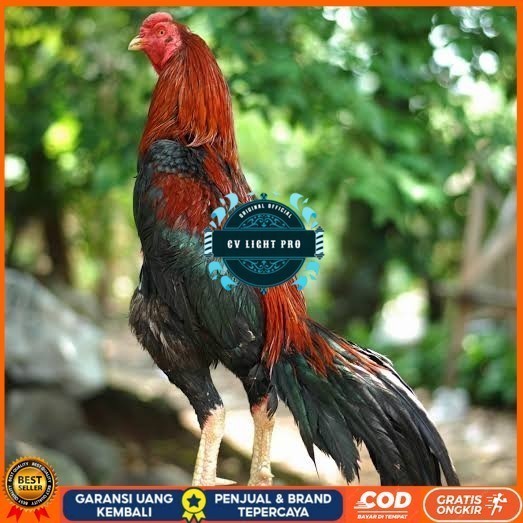 Telur ayam bangkok pakhoy petarung aduan fertil siap ditetaskan CV LIGHT PRO