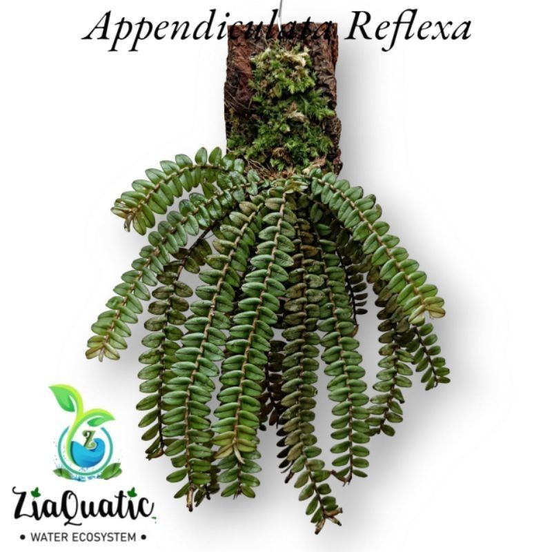 Anggrek Mini Appendicula Reflexa "Anggrek Kelabang" - Tanaman Hias Paludarium Jungleplant Indoorplan