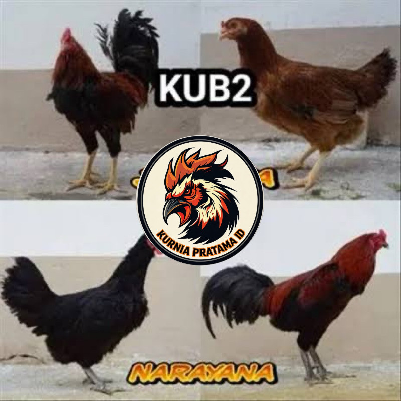 TELUR FERTIL AYAM KUB 2JANAKA/NARAYANA INDUKAN TERSELEKSI UNTUK DI TETASKAN KURNIA PRATAMA ID